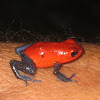 Blue-jeans/Strawberry Poison-dart frog