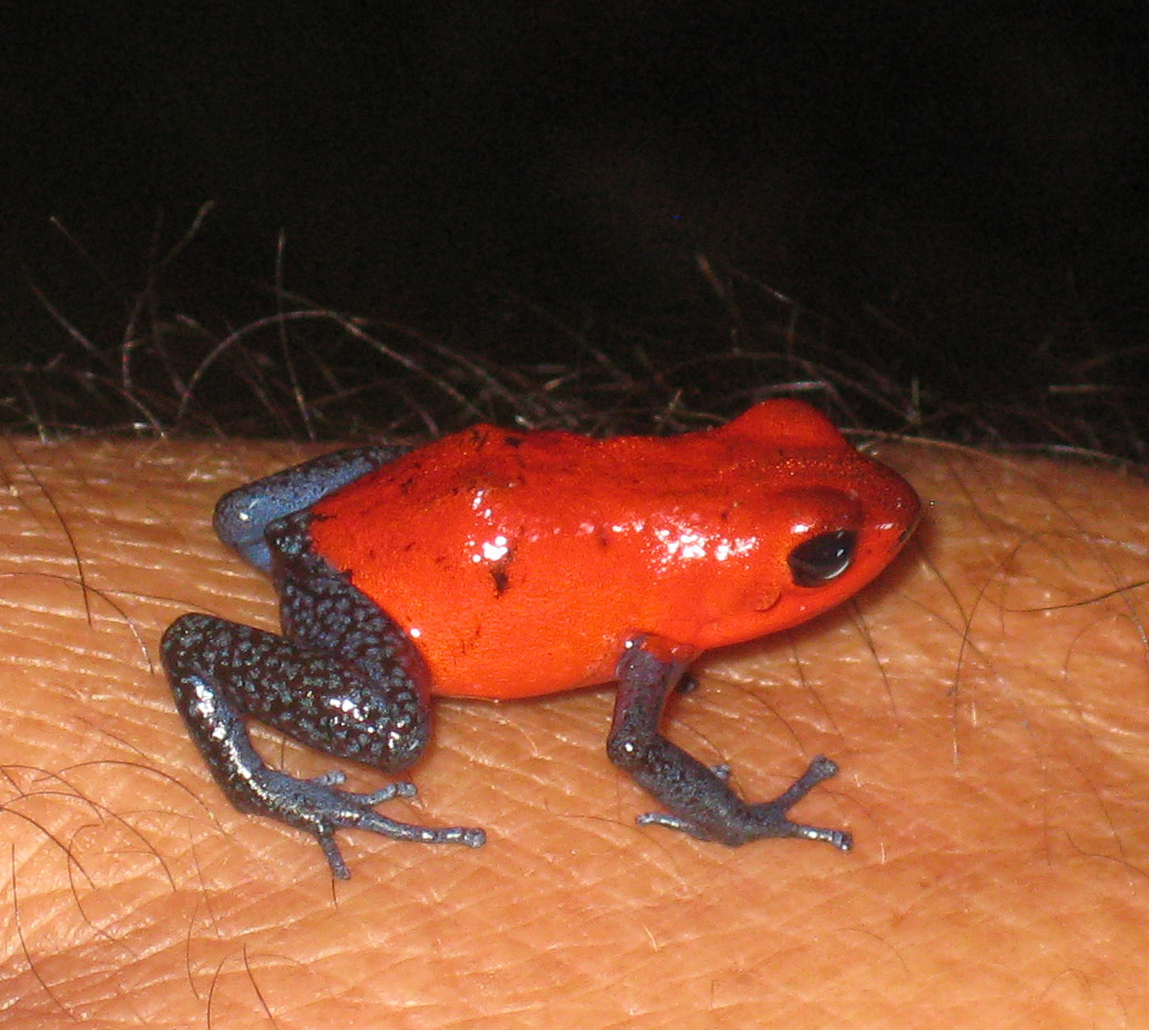 Blue-jeans/Strawberry Poison-dart frog