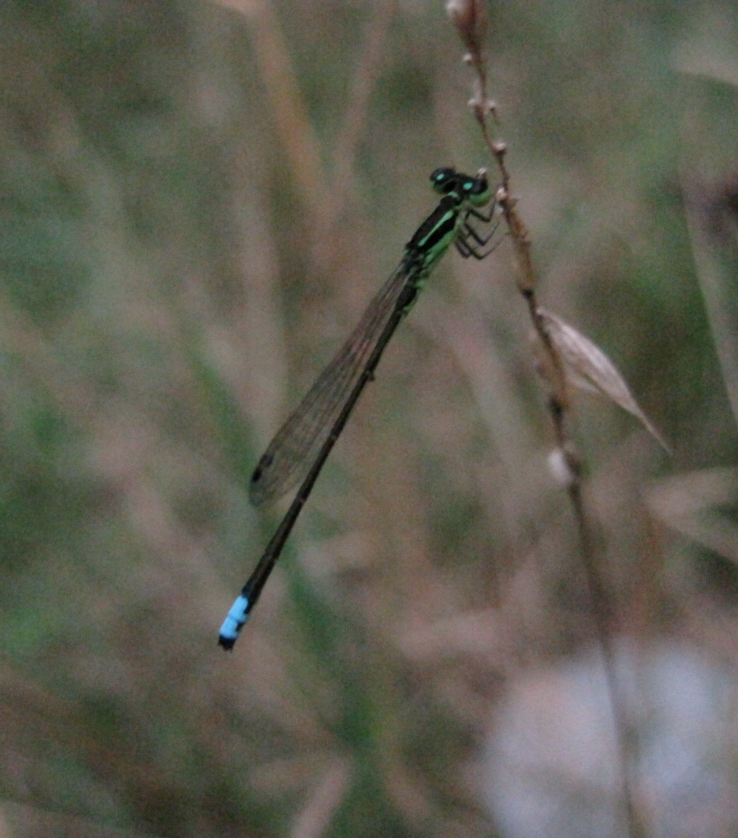 Eastern Forktail, male