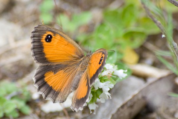 Southern Gatekeeper (female)