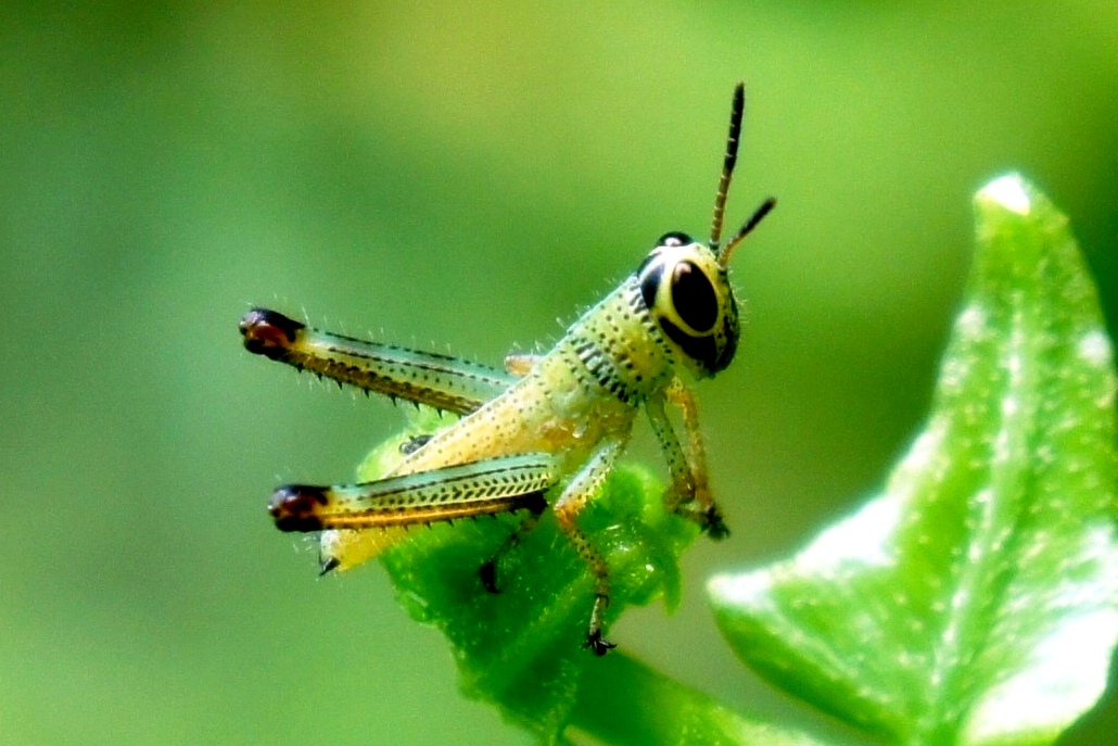 Grasshopper nymph | Project Noah