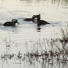 Hooded Merganser