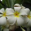 Plumerias