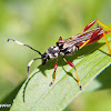 Wasp mimic beetle