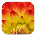 Free Photo Prints icon