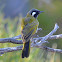 White-eared Hoeyeater