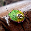 Chinche verde hedionda (larva)