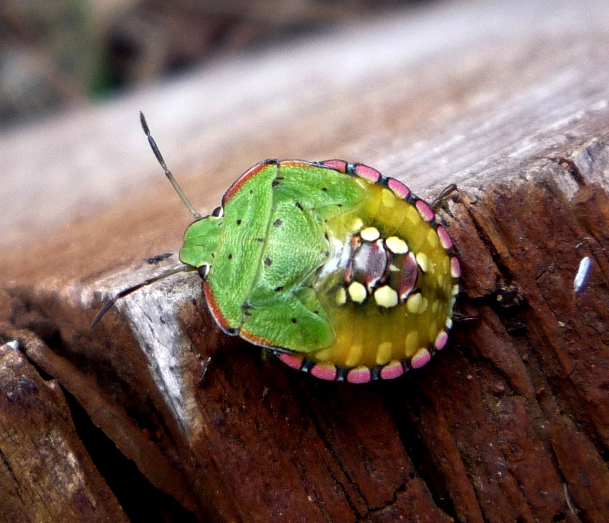 Chinche verde hedionda (larva)