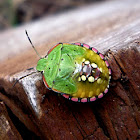 Chinche verde hedionda (larva)