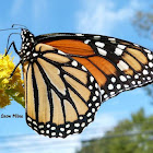 Monarch Butterfly