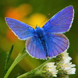 Butterflies of Britain Ireland