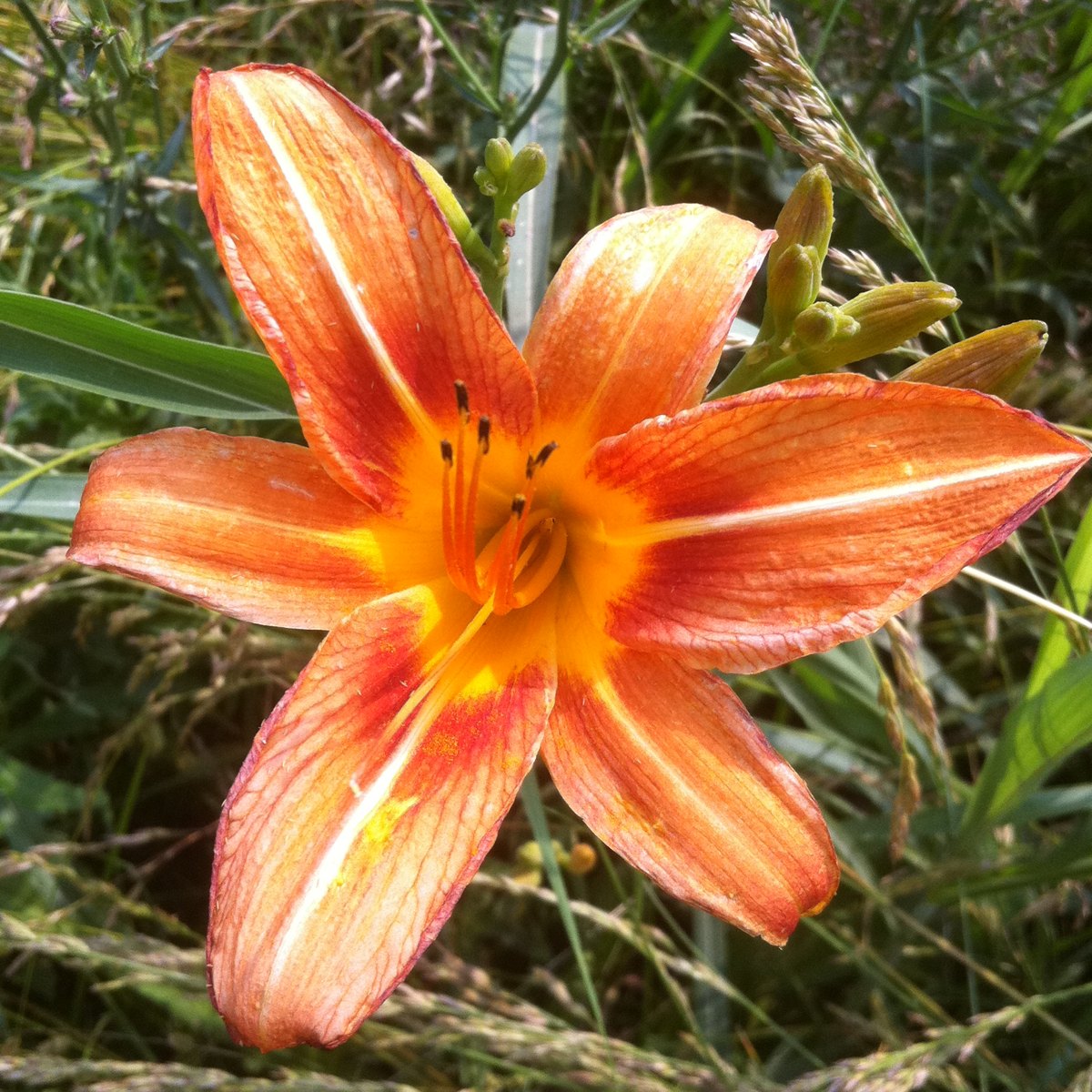 Orange daylily