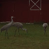 Florida Sandhill Cranes