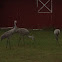 Florida Sandhill Cranes
