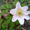 Wood anemone/Podlesna vetrnica