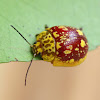 Golden spotted paropsine beetle