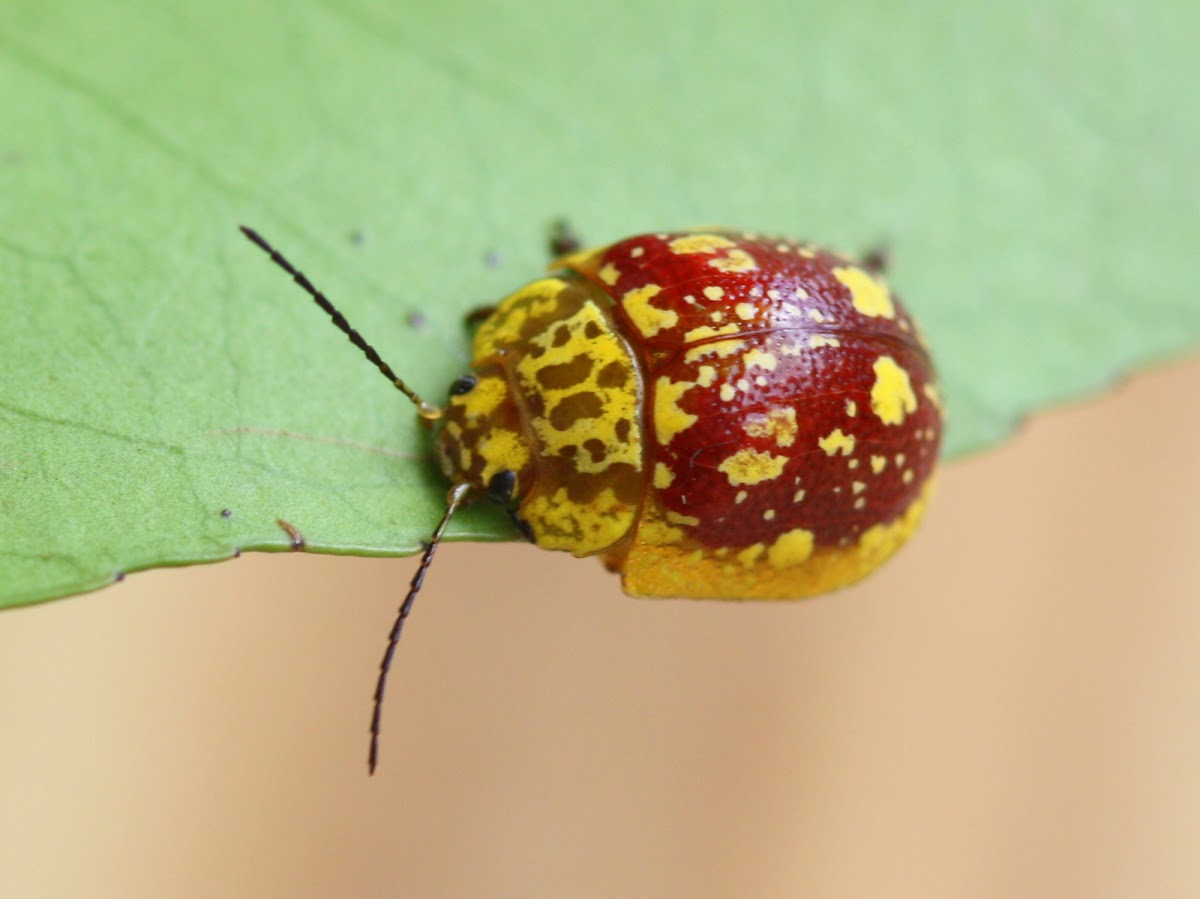 Golden spotted paropsine beetle