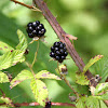 Blackberry