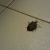 Brown marmorated stink bug