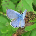Ceraunus Blue