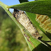 Cone case moth larva