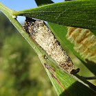 Cone case moth larva