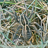 Kimberley Wolf Spider