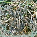 Kimberley Wolf Spider