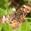 Pearl Crescent Butterfly