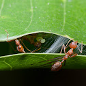 Weaver ant