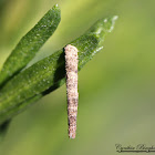 Casebearer Moth Larvae