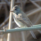 Willow Flycatcher