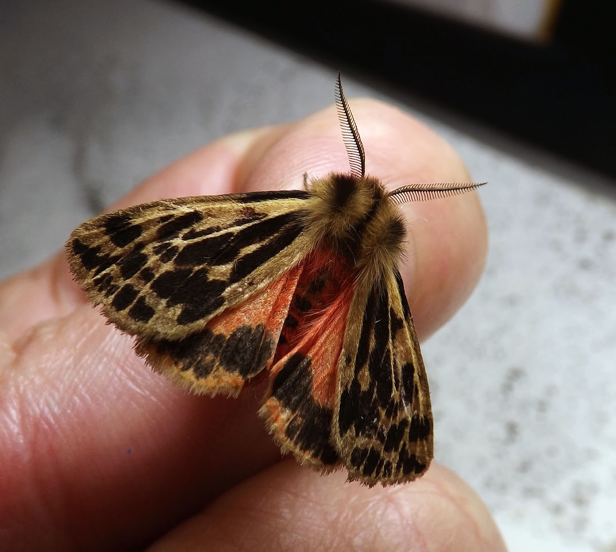 Crimson Tiger Moth