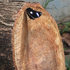 Danaid Eggfly, Mimic, or Diadem