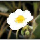 Strawberry flower.(Flor de la frutilla)