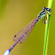 Eastern Forktail