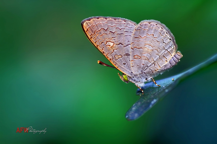 Oriental Apefly