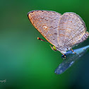 Oriental Apefly