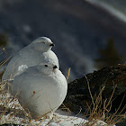 Ptarmigan