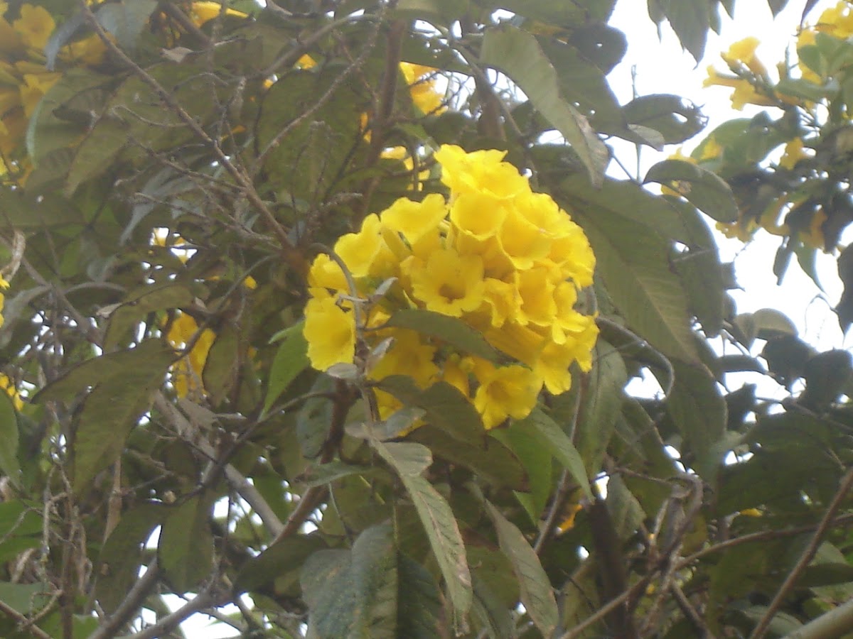Guayacán amarillo, Chicalá