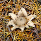 Earth Star