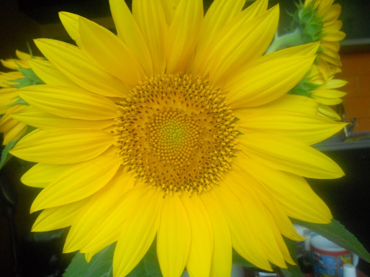 Sunflower