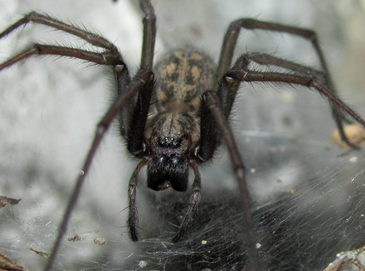 Dust spider,Tecedeira-de-funil-dos-celeiros