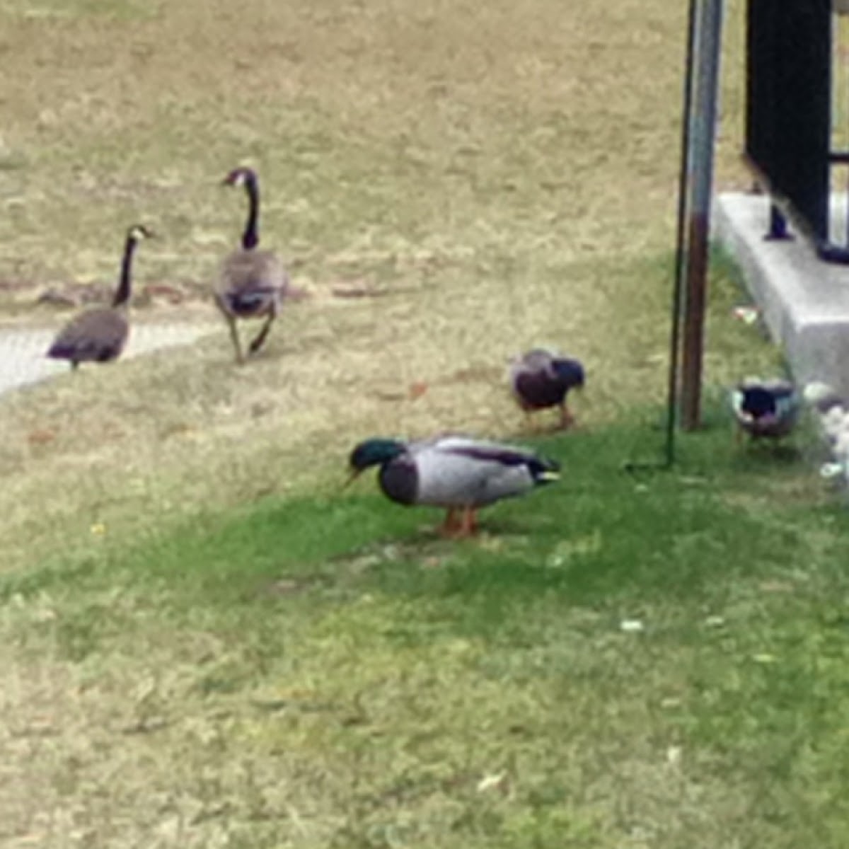 Mallard Ducks, Canada Geese