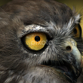 Barking Owl by Joanne Draper - Animals Birds