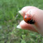 Ladybug (Seven-spotted Lady Beetle)