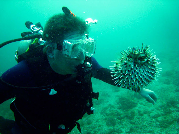A scuba diver face to face with a puffer fish near Puerto Vallarta, Mexico.