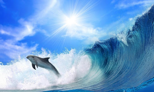 海洋里的精灵：海豚