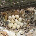 Quail Nest
