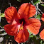 Hibisco rojo 